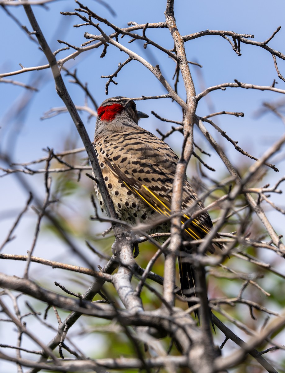 Northern Flicker - ML618393530