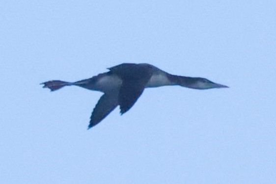 Common Loon - Jeff Skevington