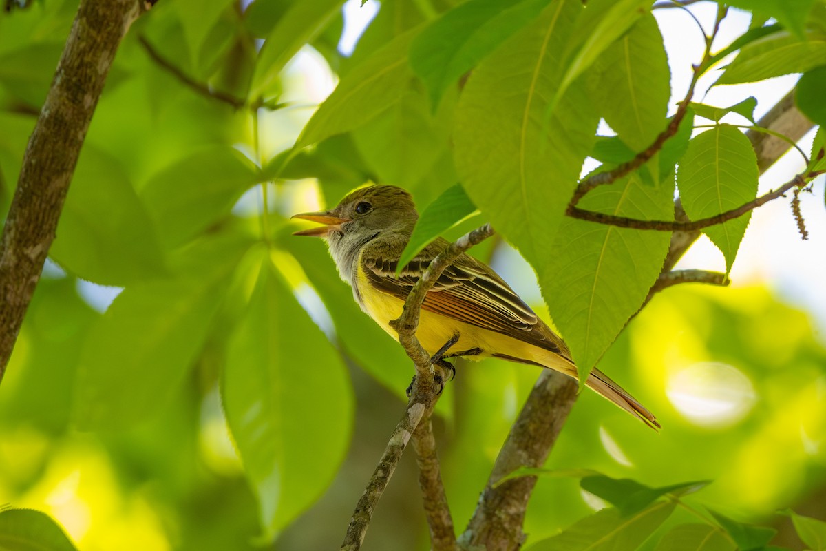 Great Crested Flycatcher - ML618393561