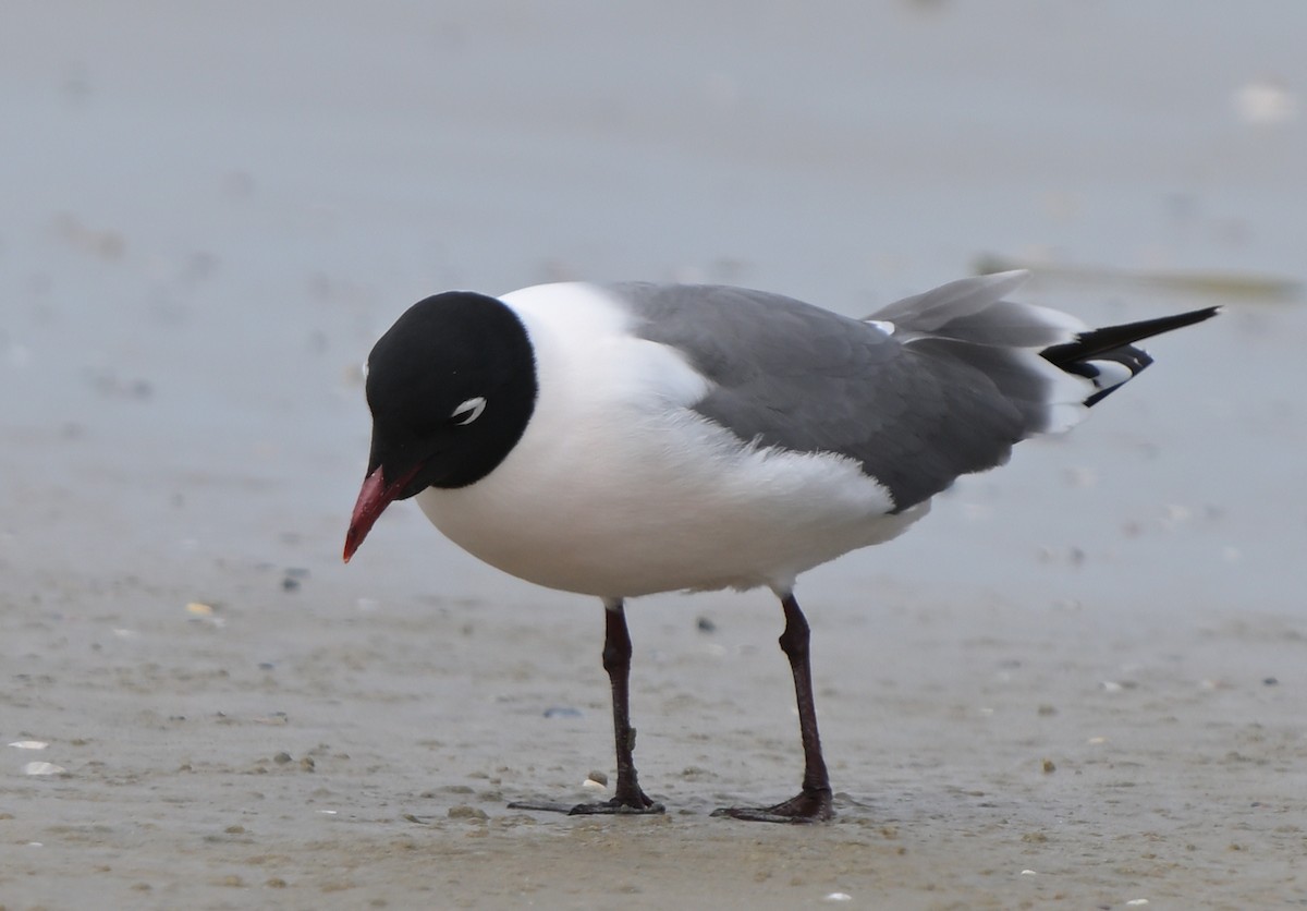 Franklin's Gull - Lisa Ruby