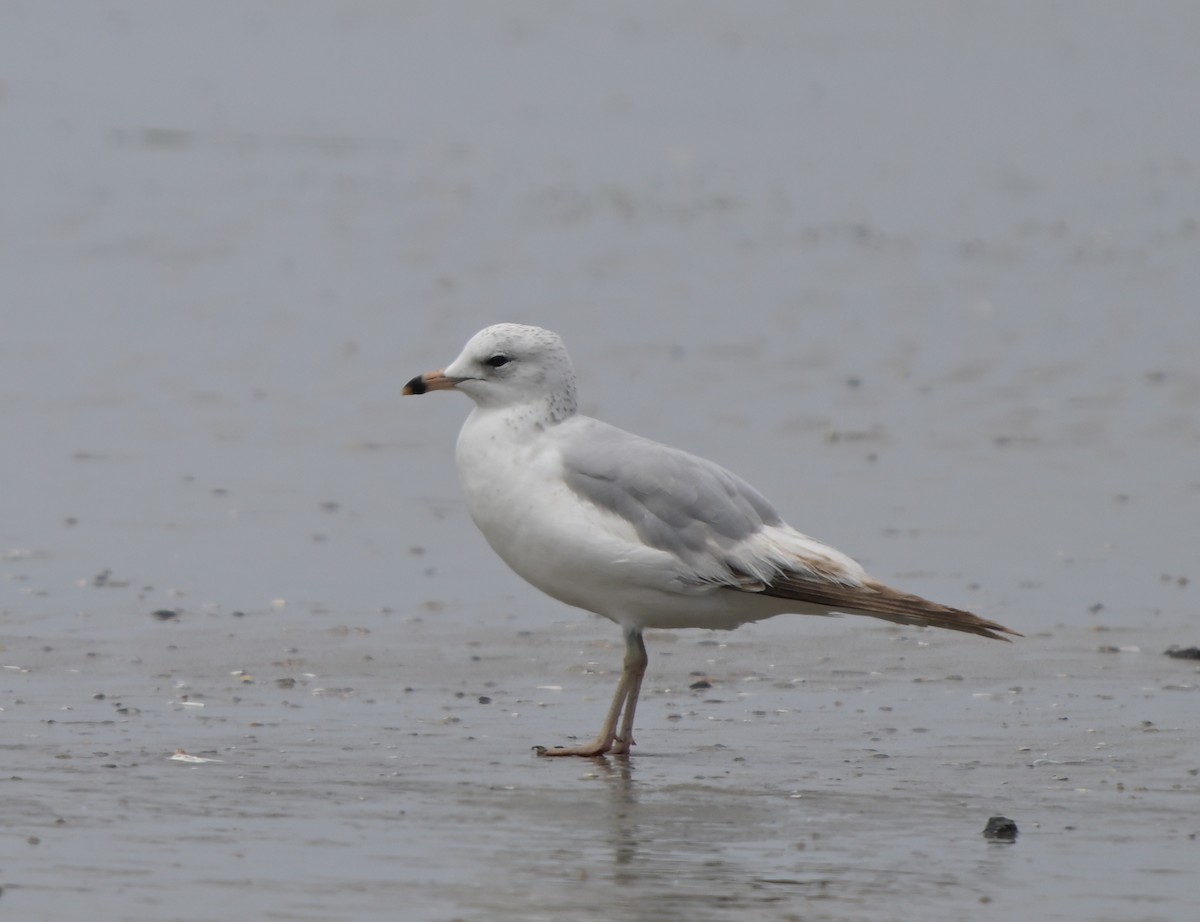 Ring-billed Gull - ML618393569