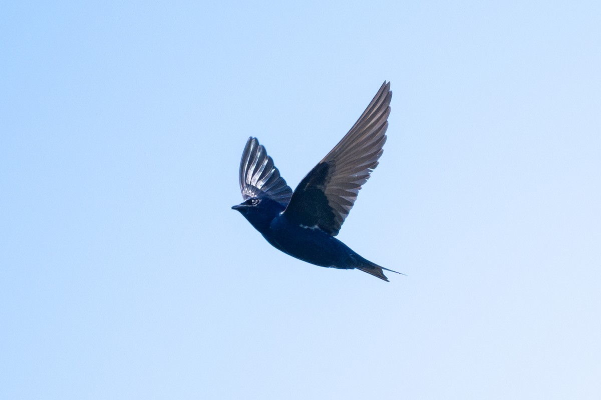 Purple Martin - Tom Hambleton