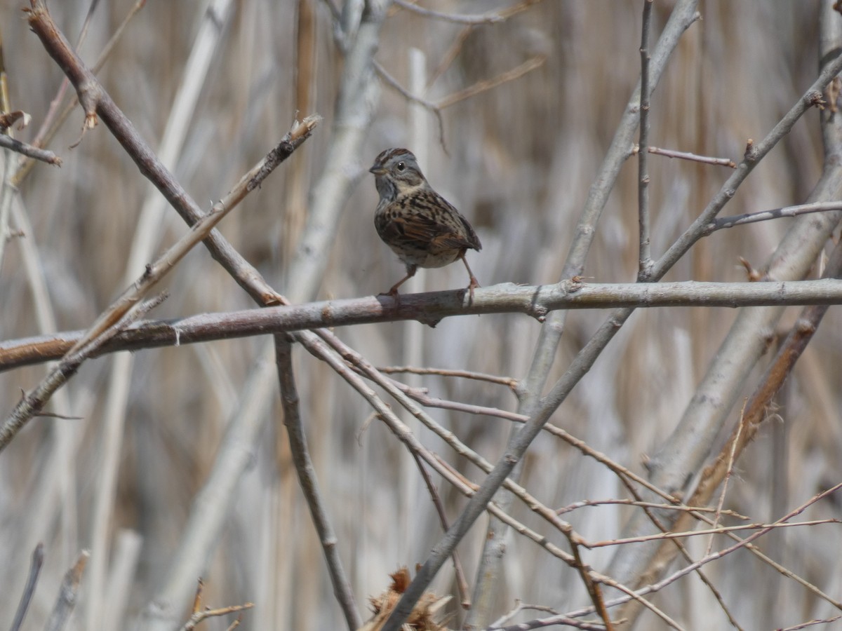 Lincoln's Sparrow - ML618393584