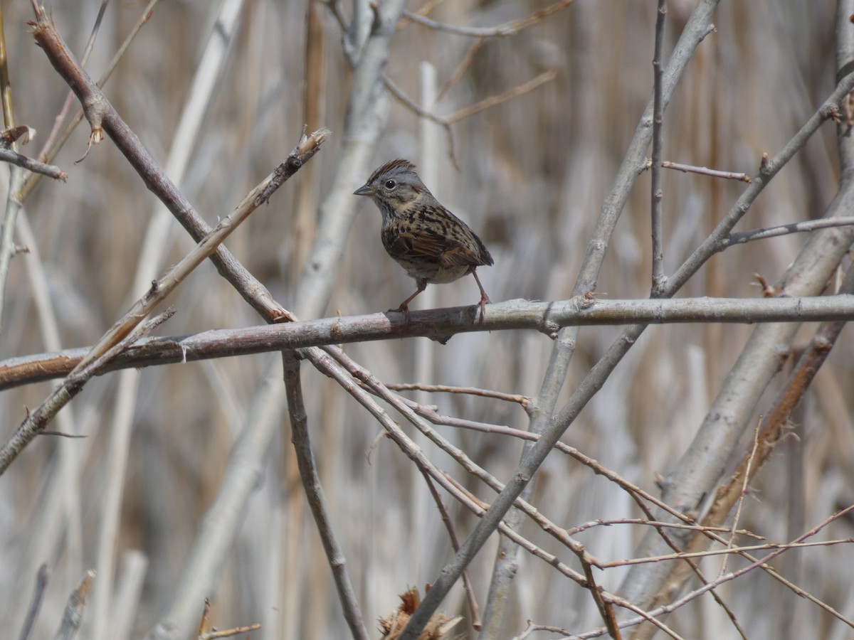 Lincoln's Sparrow - ML618393586