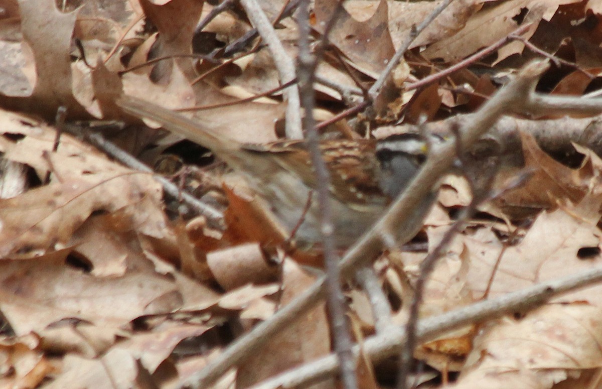 White-throated Sparrow - cammy kaynor