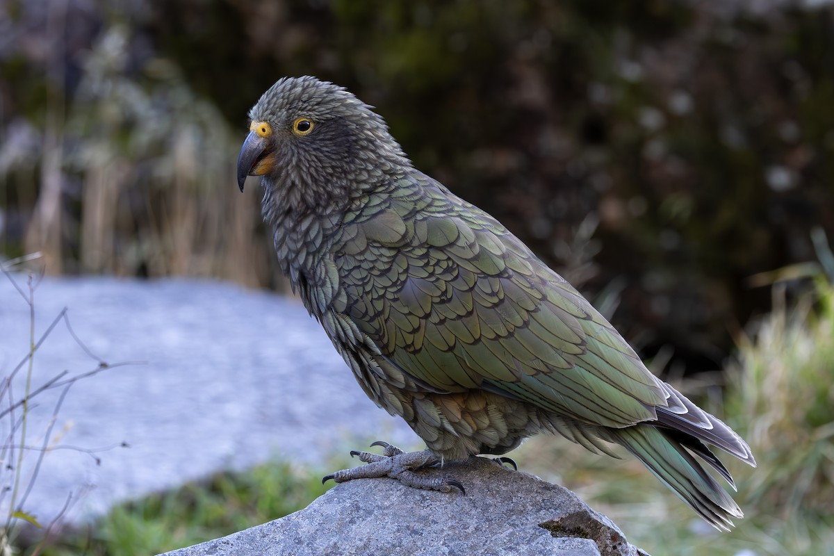 Kea - ML618393651