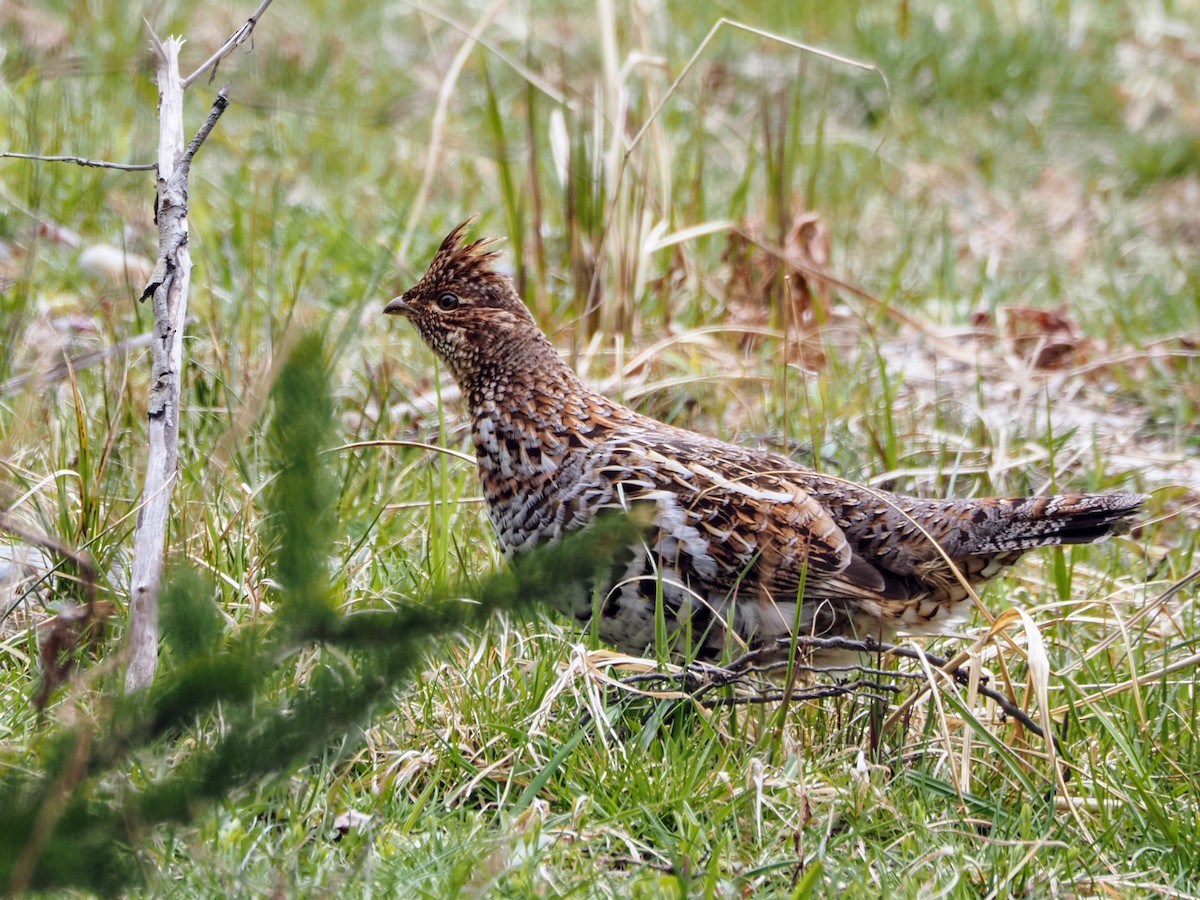 Ruffed Grouse - ML618393655