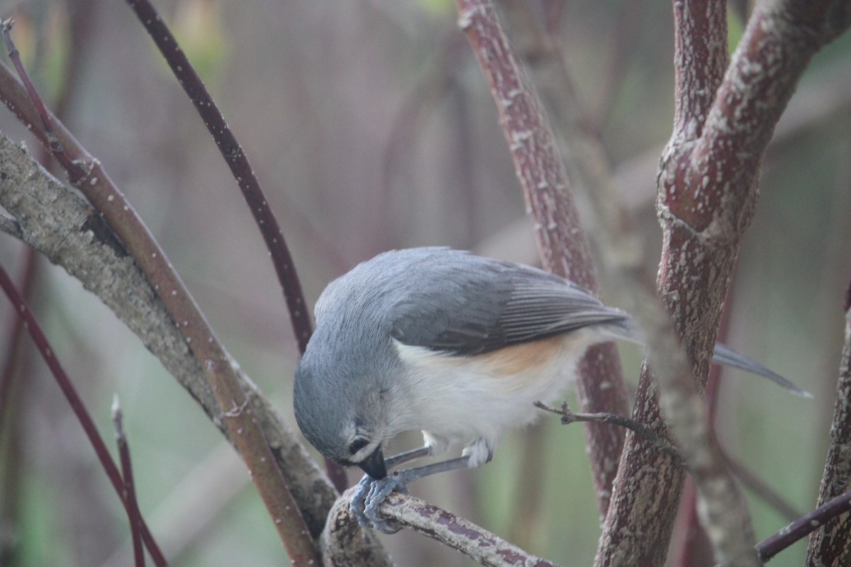 Tufted Titmouse - ML618393680