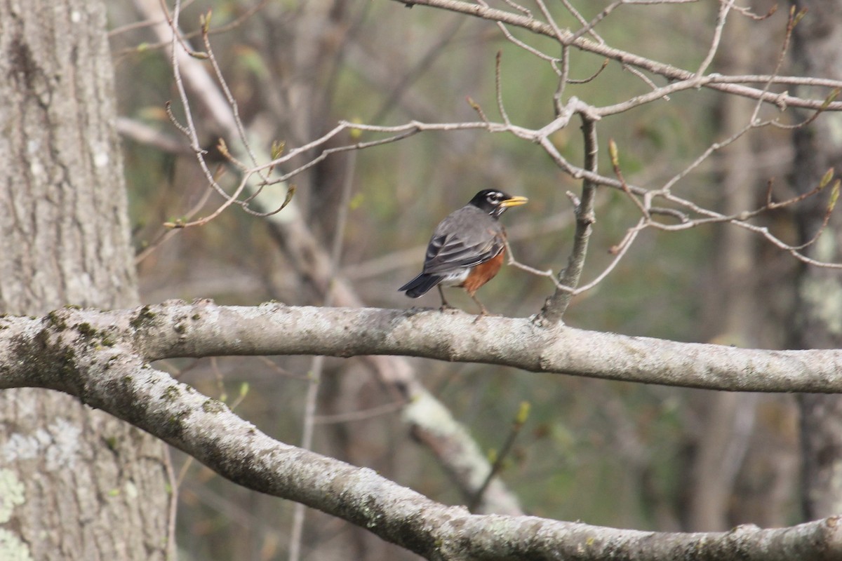 American Robin - Melissa Grauel