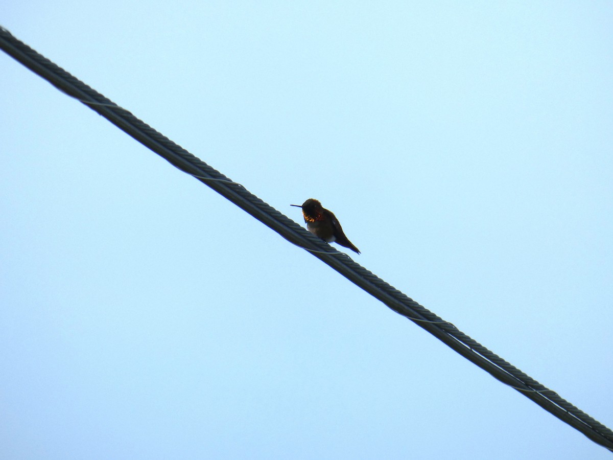 Rufous Hummingbird - ML618393747