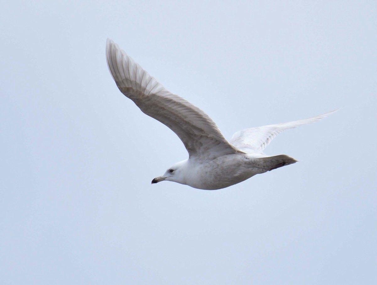 Iceland Gull - Kathy Marche