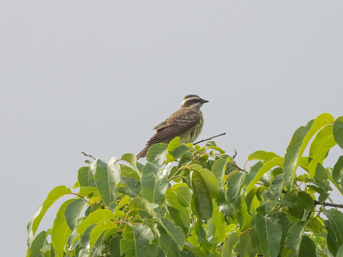 Piratic Flycatcher - Lee Wallace