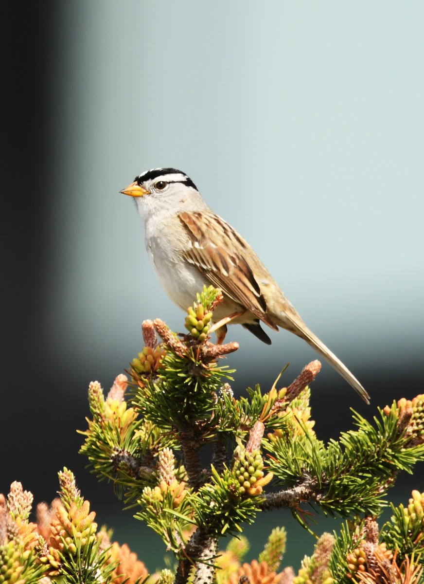 White-crowned Sparrow - ML618393788