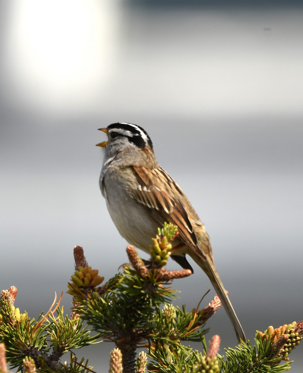 White-crowned Sparrow - ML618393789