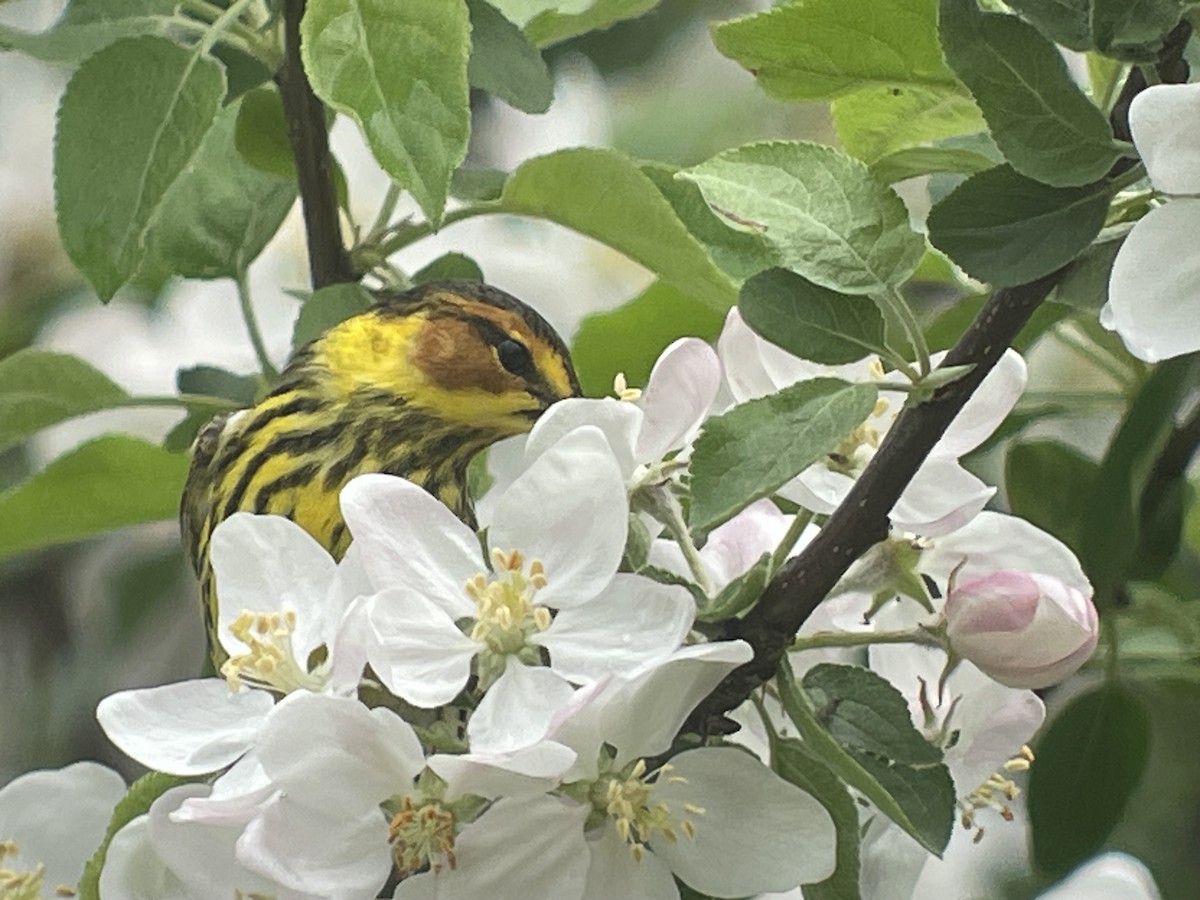 Cape May Warbler - Louie Dombroski