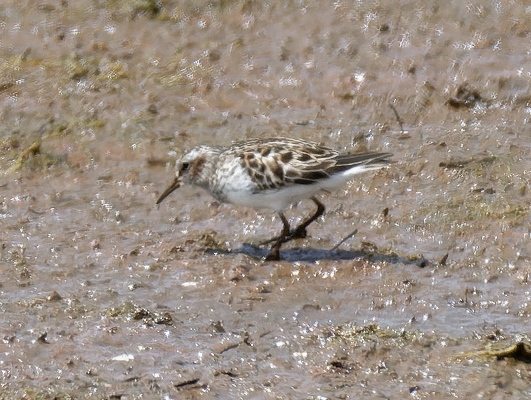 Least Sandpiper - Carolyn Holland