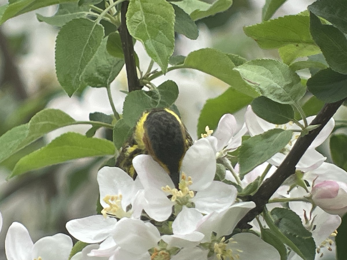 Cape May Warbler - Louie Dombroski