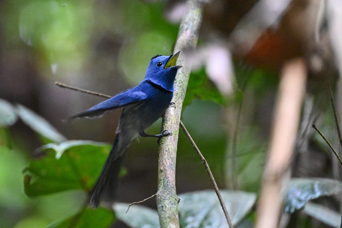 Black-naped Monarch - ML618393821