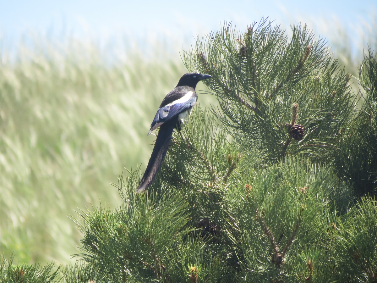 Black-billed Magpie - ML618393825