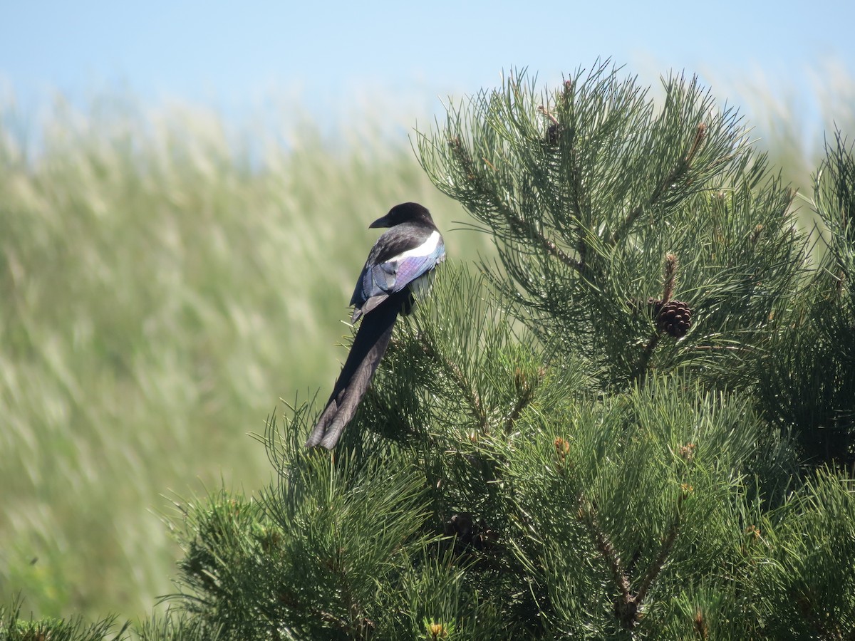 Black-billed Magpie - ML618393837