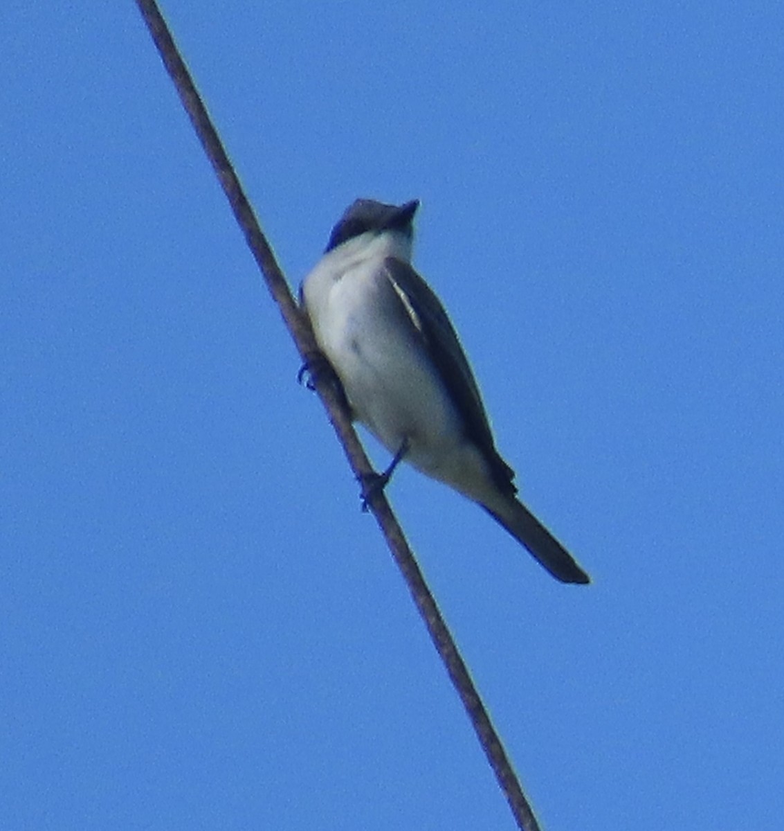 Gray Kingbird - Tim Ryan