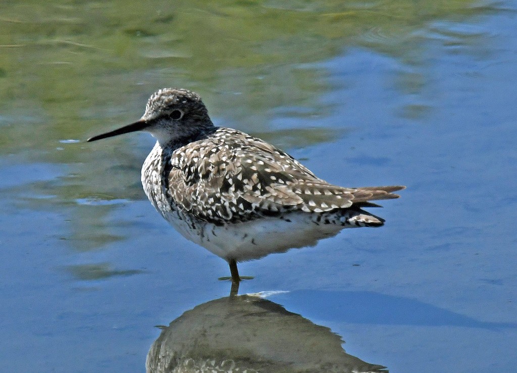 Solitary Sandpiper - ML618393860