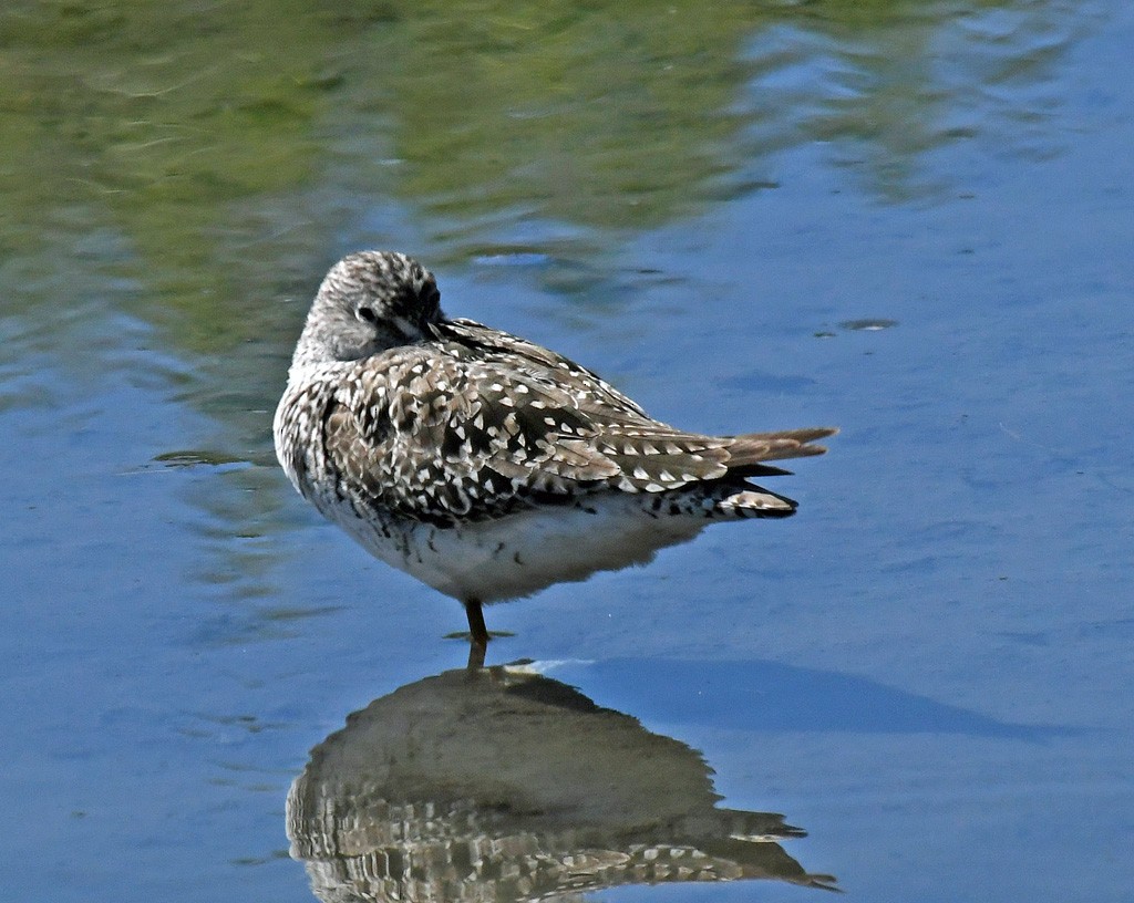 Solitary Sandpiper - Giff Beaton