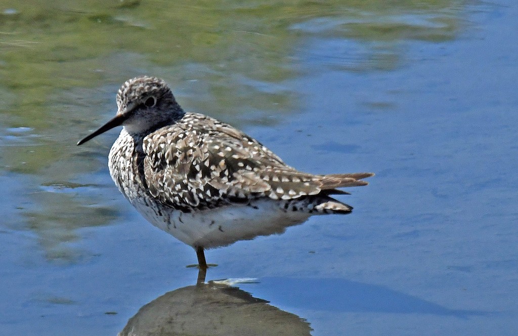 Solitary Sandpiper - Giff Beaton