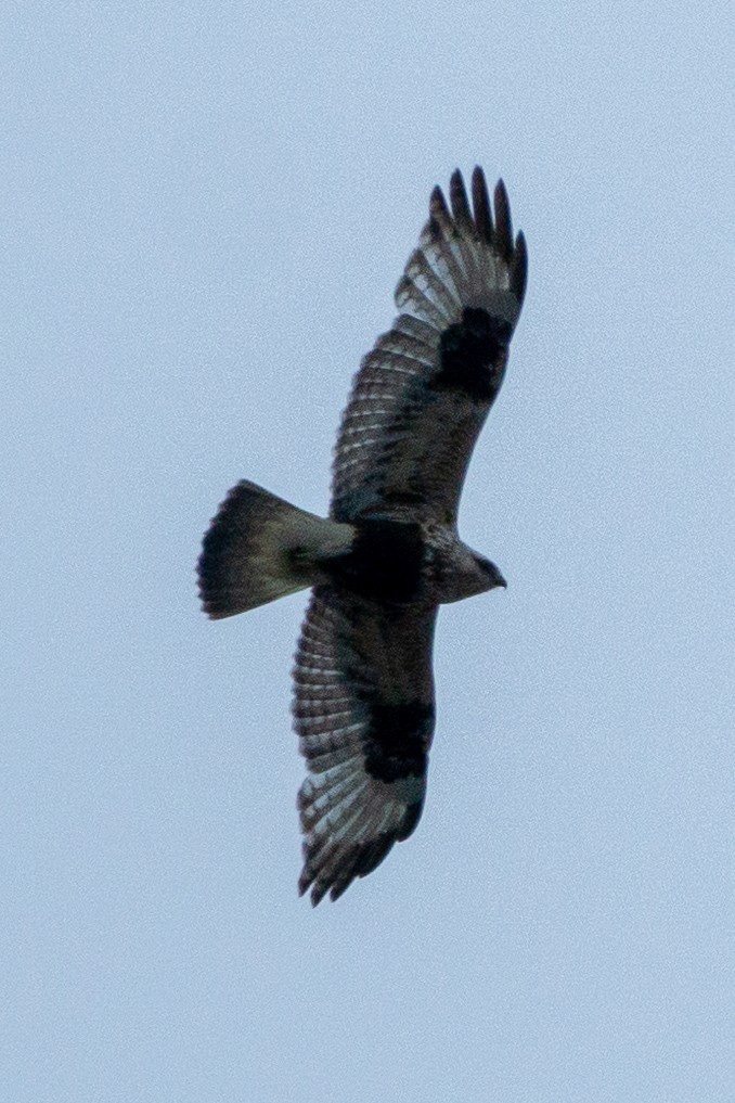 Rough-legged Hawk - ML618393863