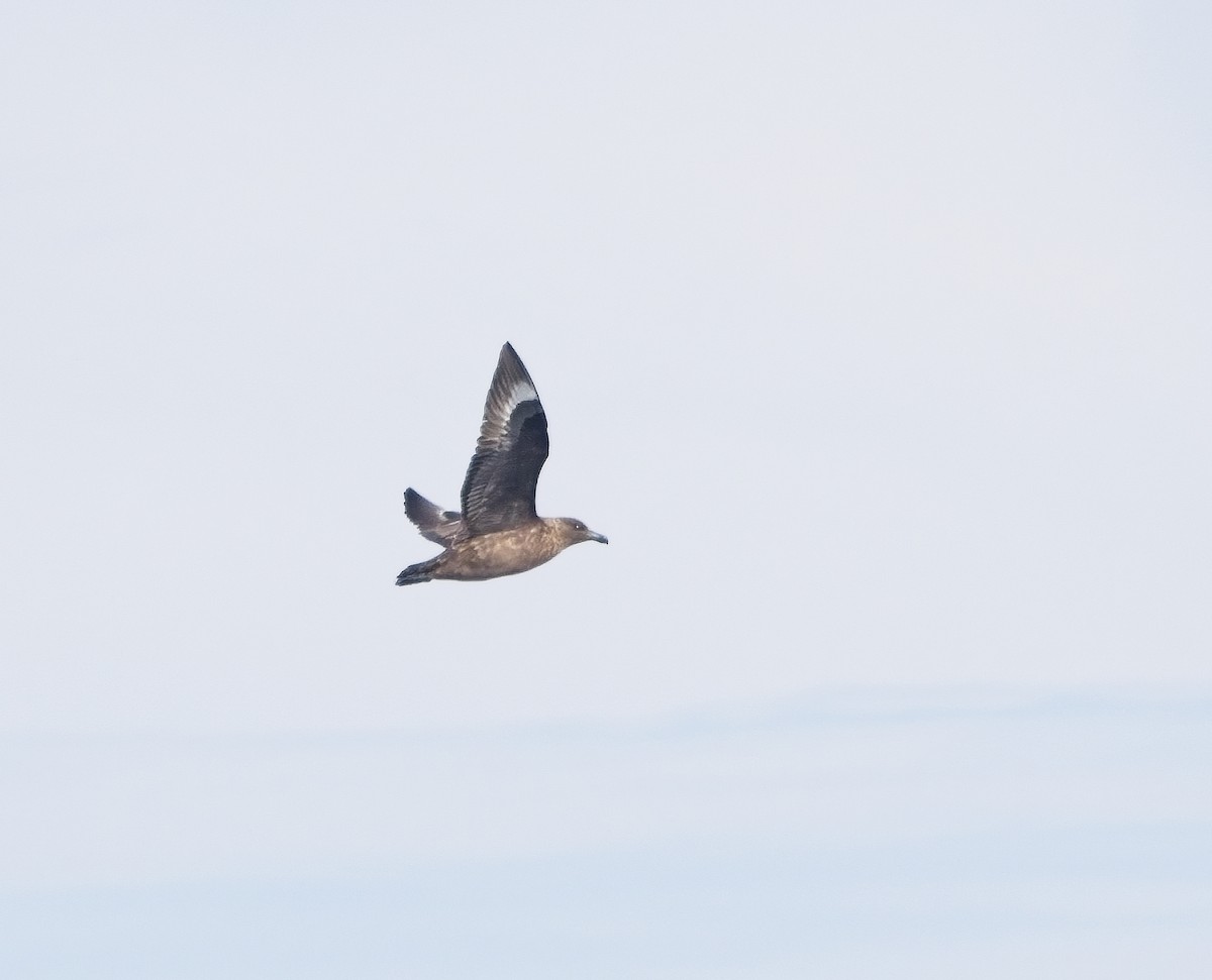 Brown Skua - ML618393878