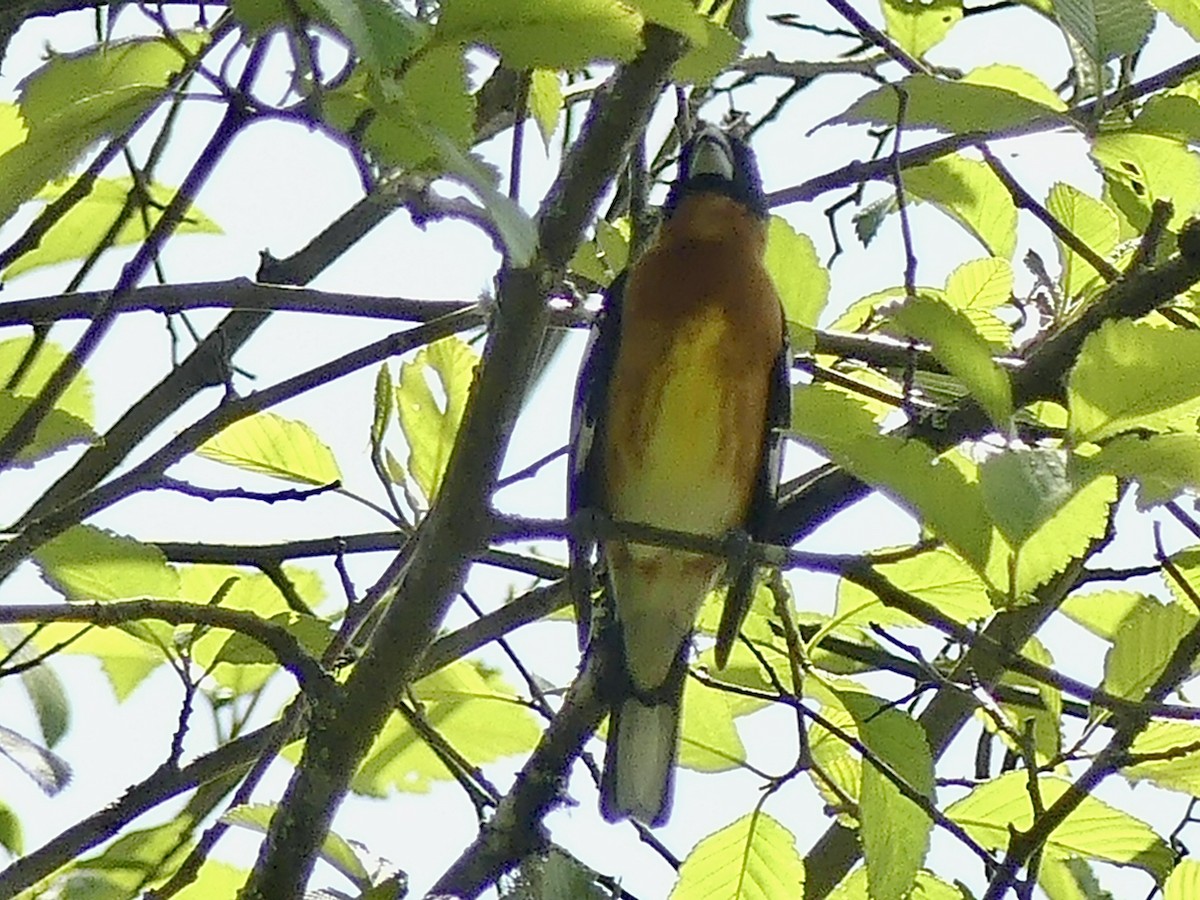 Black-headed Grosbeak - Philip Dickinson