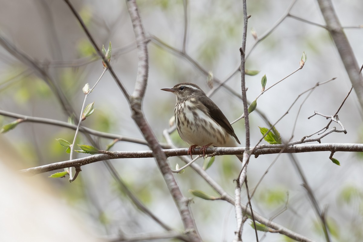 Louisiana Waterthrush - Tim Metcalf