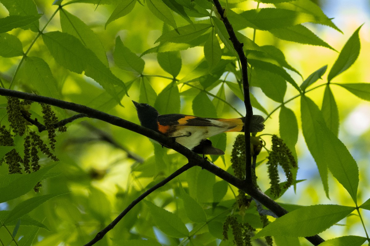 American Redstart - Doug Norwood