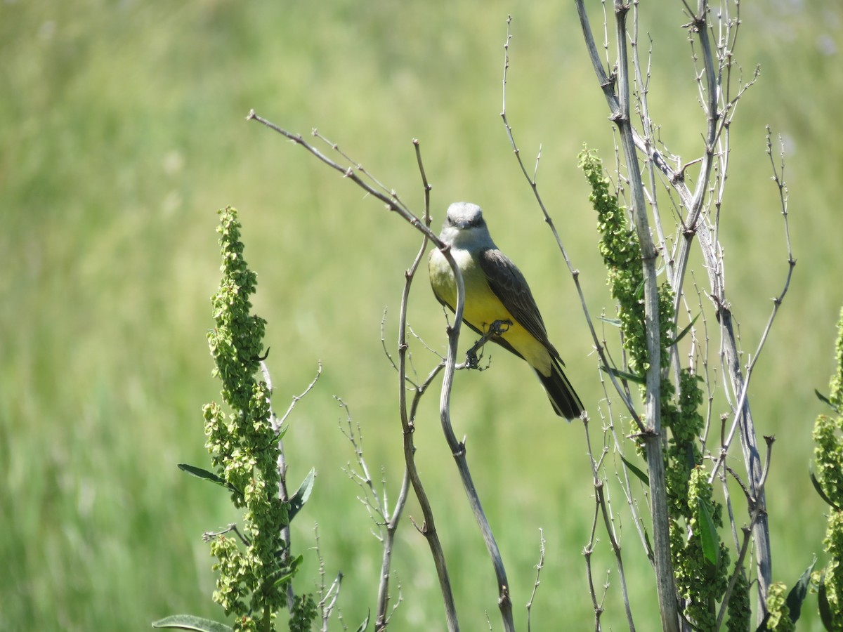 Western Kingbird - ML618393935