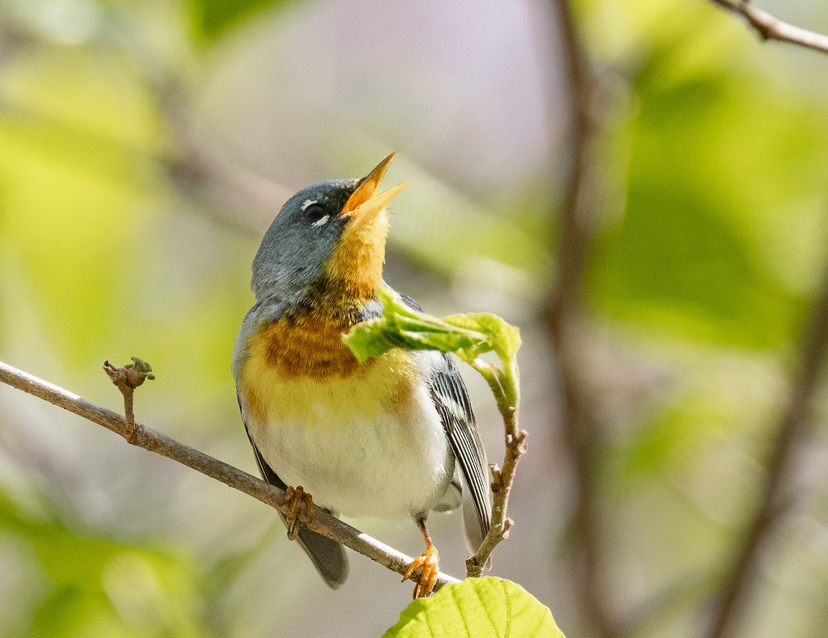 Northern Parula - ML618393939