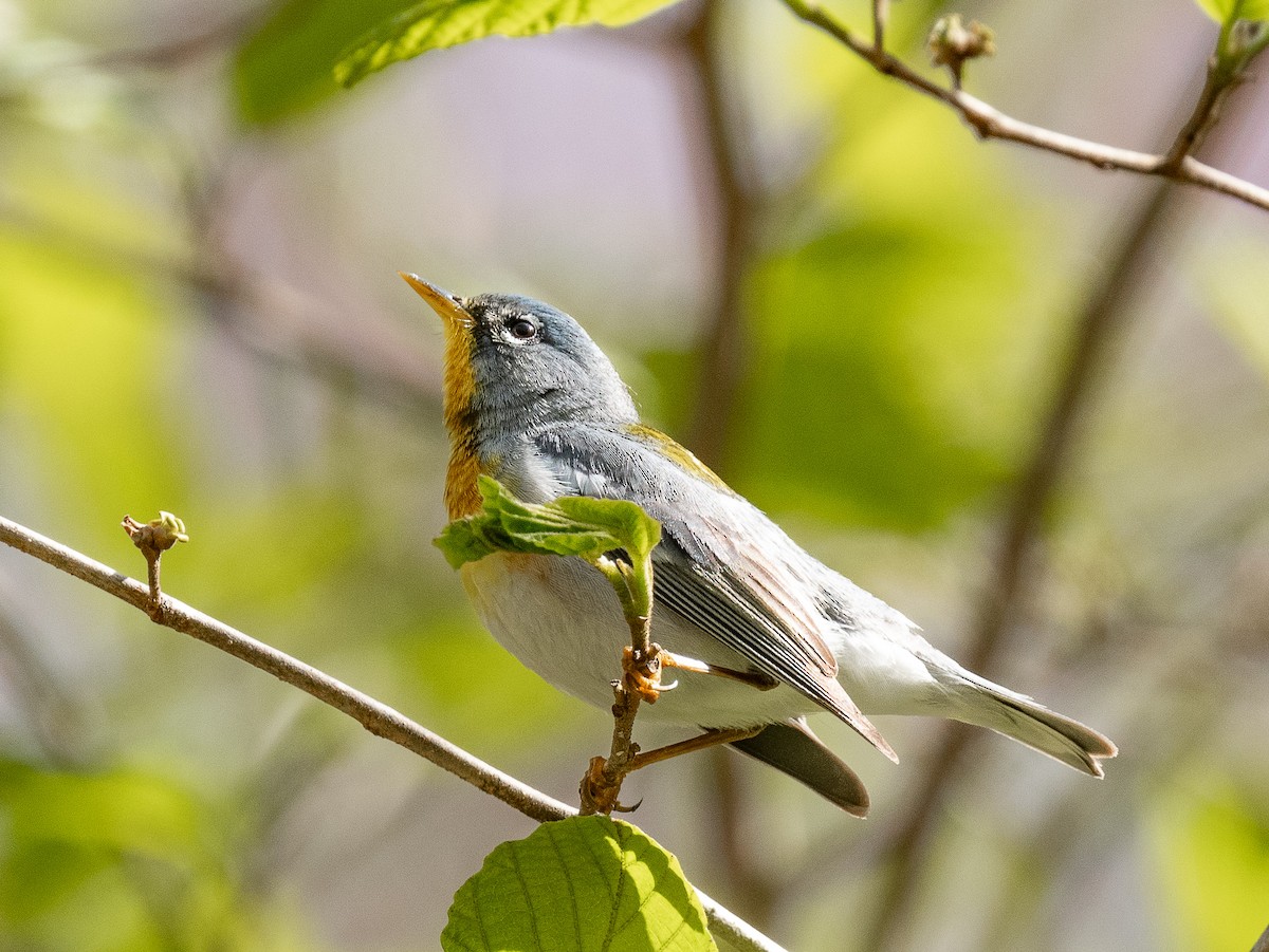 Northern Parula - ML618393940