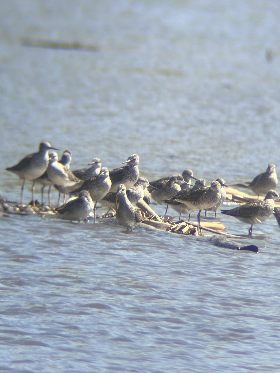 Lesser Yellowlegs - ML618393962