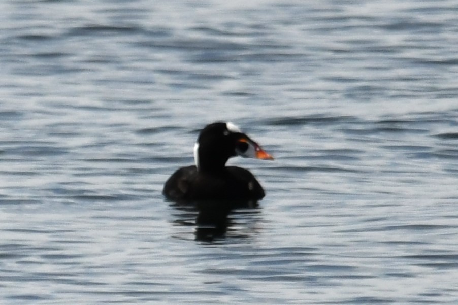 Surf Scoter - ML618393965