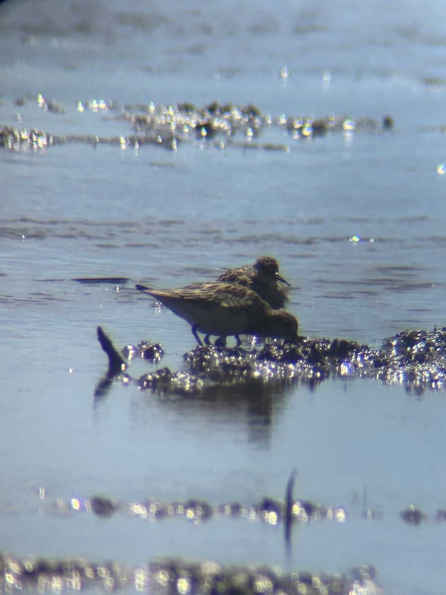 Pectoral Sandpiper - Matthew Thompson