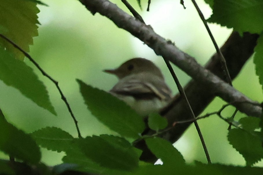 Acadian Flycatcher - Duane Yarbrough