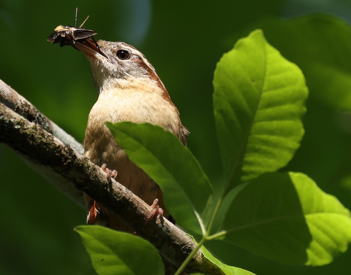 Carolina Wren - Duane Yarbrough