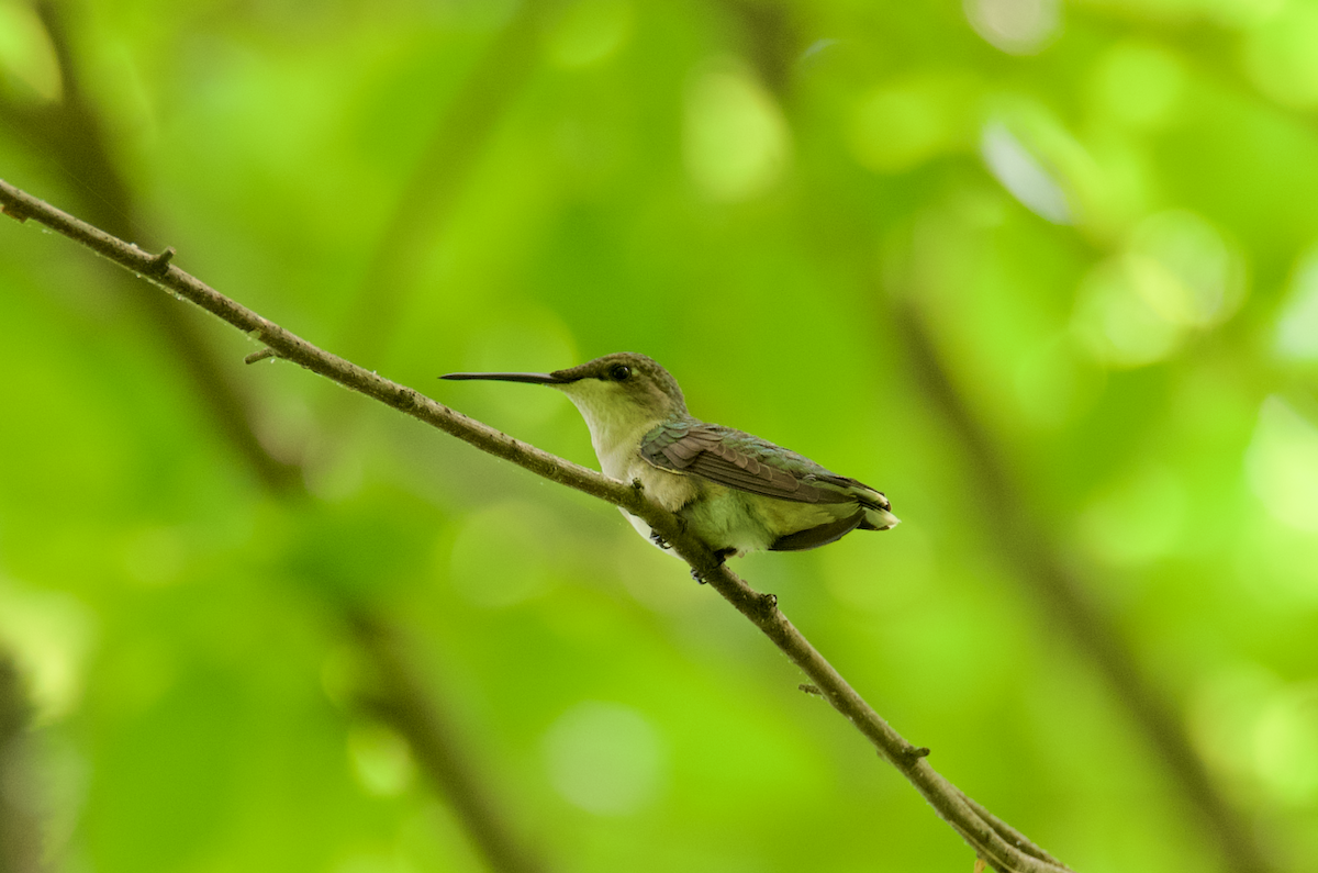 Ruby-throated Hummingbird - ML618394050