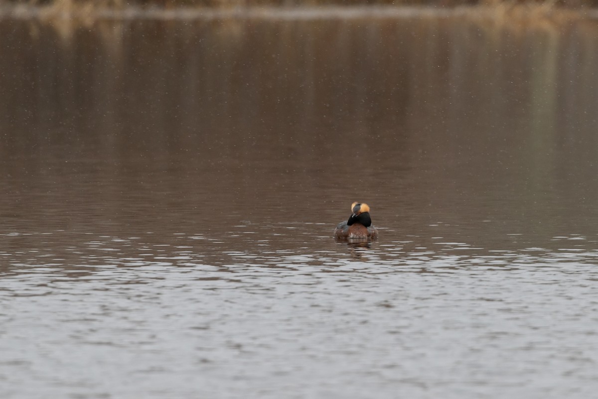 Horned Grebe - ML618394053