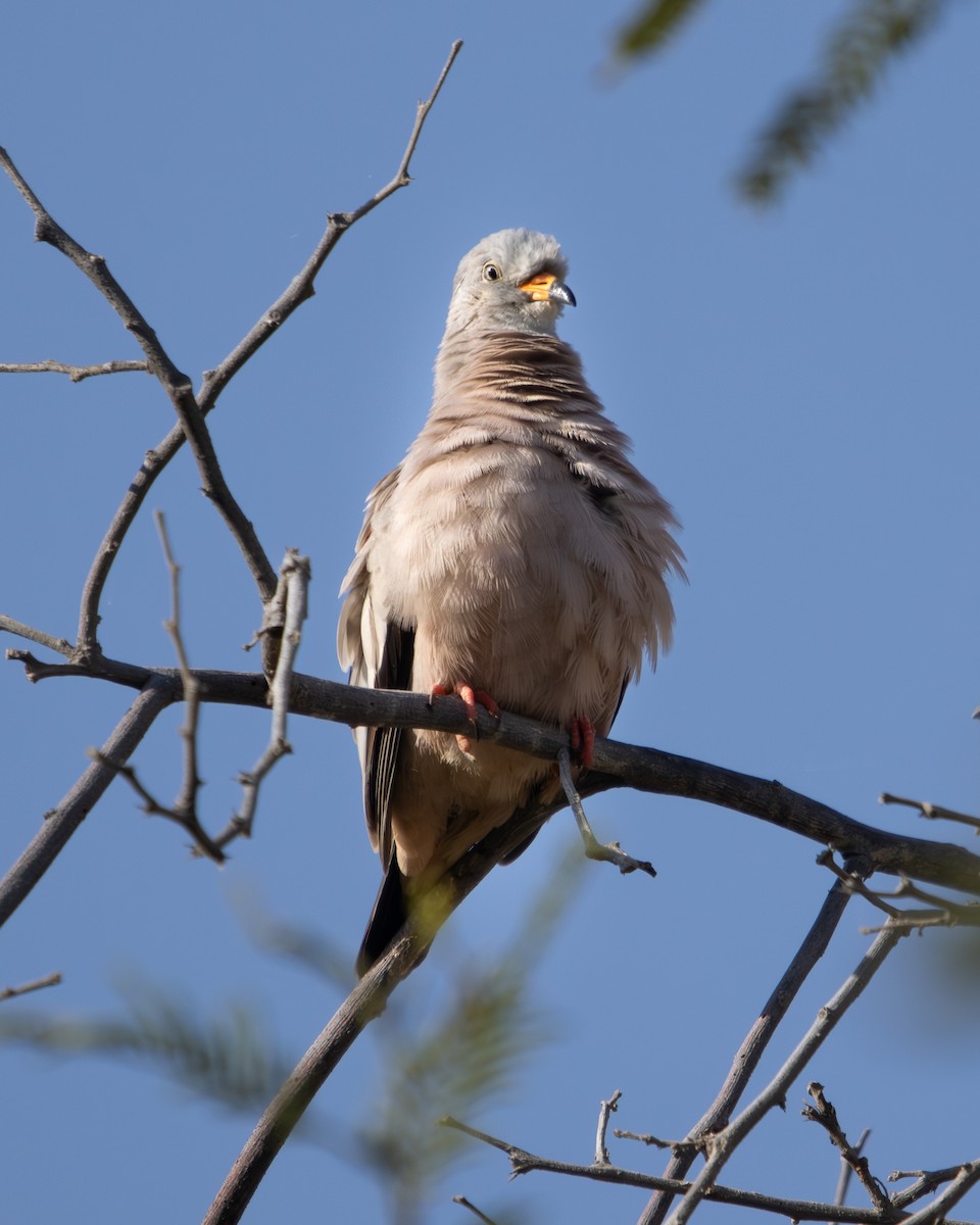 Croaking Ground Dove - Constanza Mellado