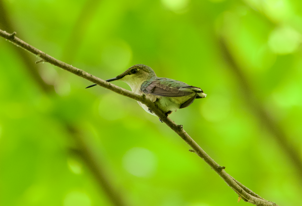 Ruby-throated Hummingbird - ML618394060