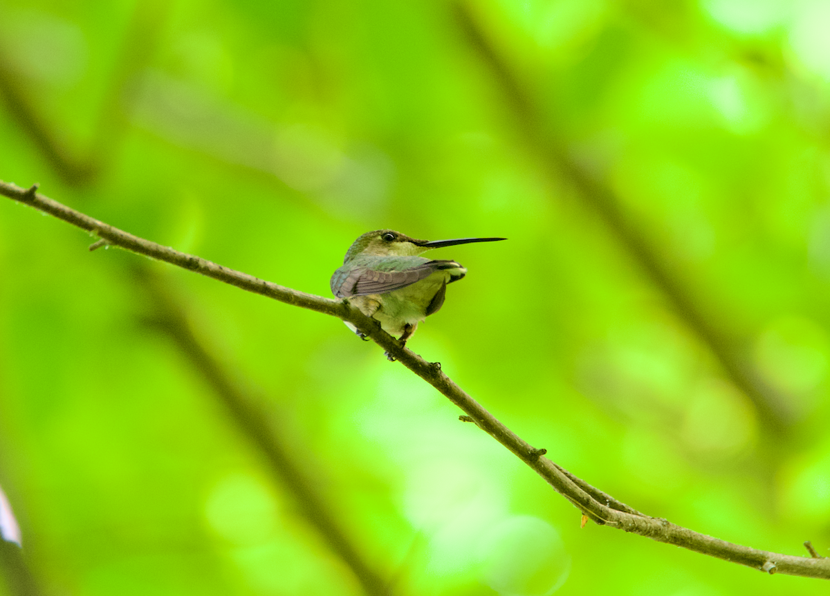 Ruby-throated Hummingbird - ML618394061