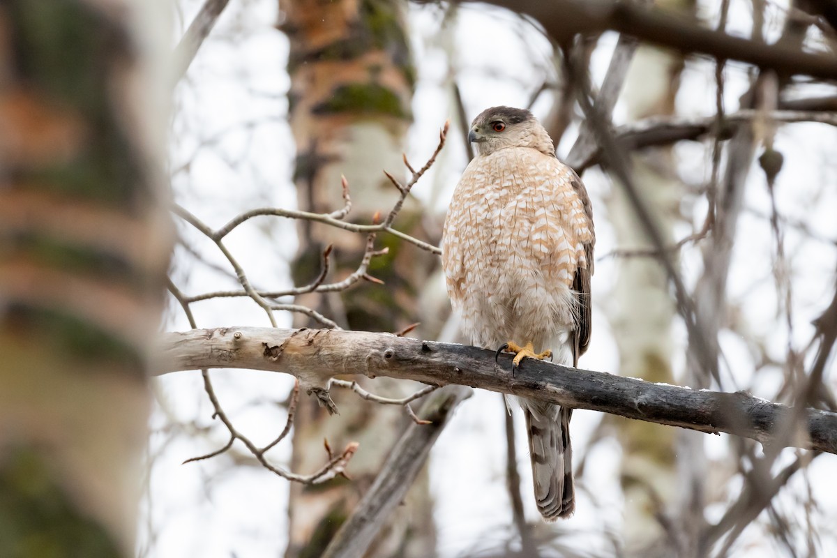 Cooper's Hawk - ML618394071