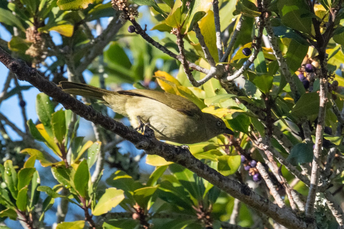 Sombre Greenbul - Ross Bartholomew