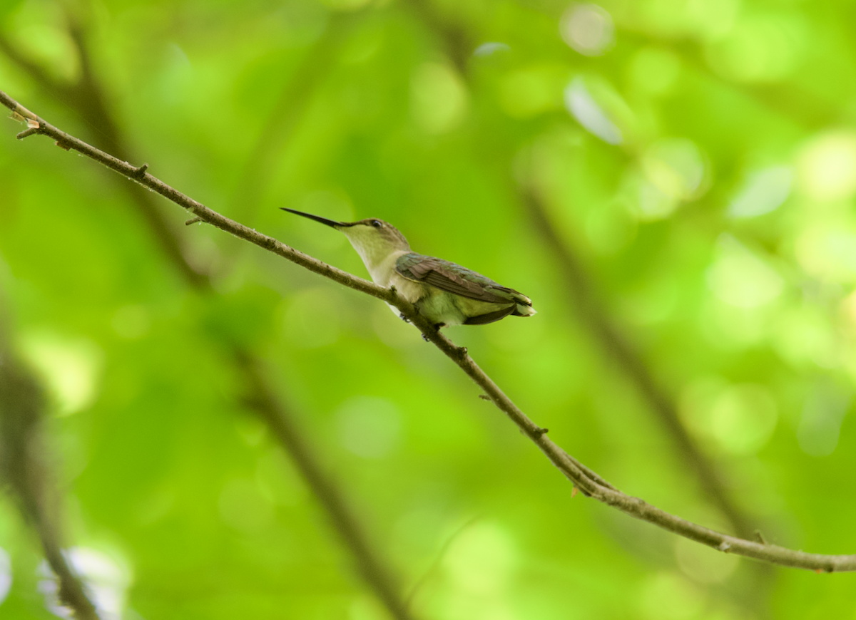 Ruby-throated Hummingbird - ML618394081