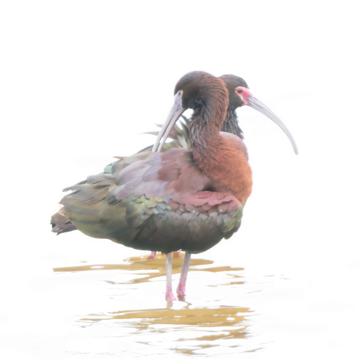 Glossy/White-faced Ibis - Steve Colwell